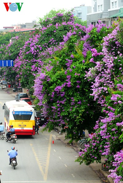 Warna-warni bunga flamboyan dan banaba pada awal musim Panas - ảnh 2