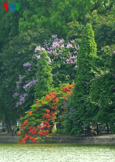 Warna-warni bunga flamboyan dan banaba pada awal musim Panas - ảnh 6