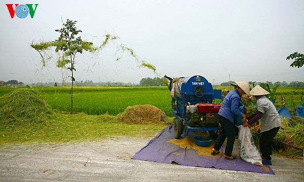 Musim panenan di desa kuno Duong Lam - ảnh 6