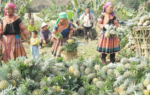 Meningkatkan kemampuan mengentas dari kemiskinan di daerah Vietnam Tengah dan Tay Nguyen - ảnh 1