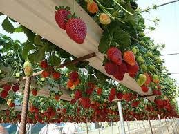 Mengunjungi kebun strawberry Da Lat - ảnh 1