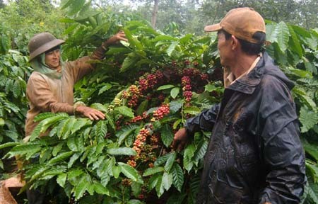 Membantu warga etnis-etnis minoritas di daerah Tay Nguyen meningkatkan kehidupan - ảnh 1