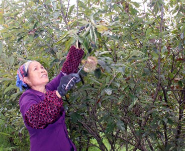 Orang etnis Tay mencapai kesejahteraan dengan pohon berangan - ảnh 1