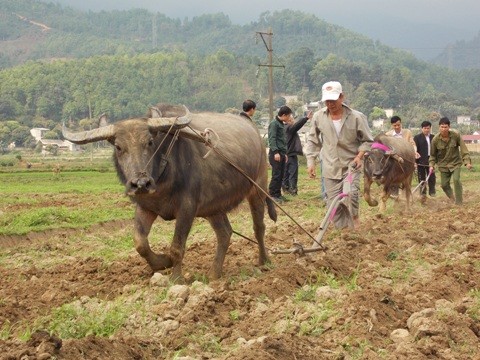 Pesta turun ke sawah yang bergelora dari orang etnis Giay pada awal tahun - ảnh 2