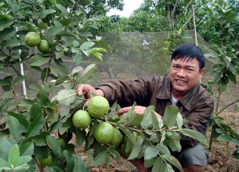 Perkenalan tentang penanaman pohon jambu biji di Vietnam - ảnh 1