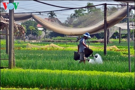 Datang ke desa Tra Que untuk mengunjungi desa sayur-sayuran organik tradisional - ảnh 1