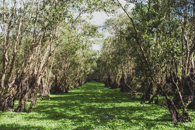 Keindahan yang primitif di hutan kayu putih Tra Su pada musim pasang air - ảnh 3