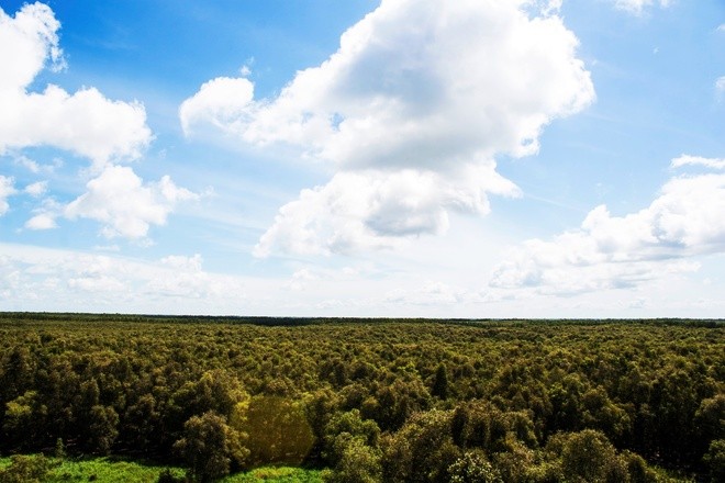 Keindahan yang primitif di hutan kayu putih Tra Su pada musim pasang air - ảnh 6