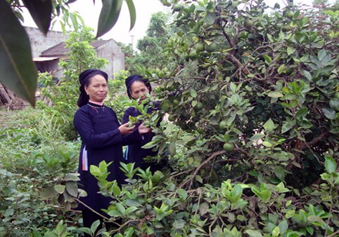 Warga etnis minoritas San Chi mengembangkan ekonomi - ảnh 1