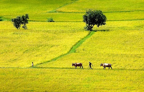 100 pola tipikal akan dimuliakan dalam Program pembangunan “Ladang Kuning” - ảnh 1