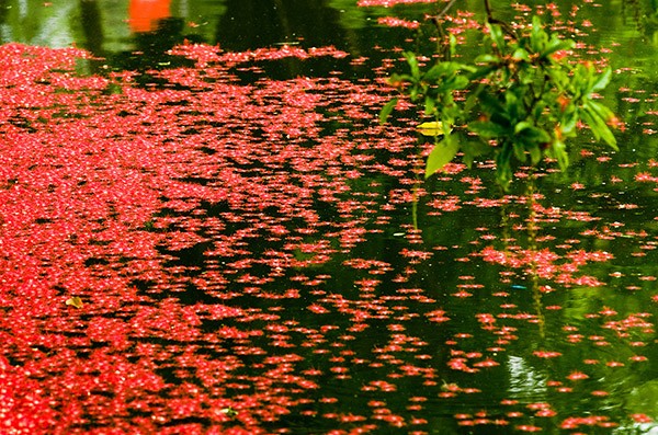 Verführerischer Herbst in Hanoi - ảnh 13