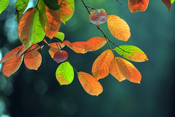 Verführerischer Herbst in Hanoi - ảnh 3