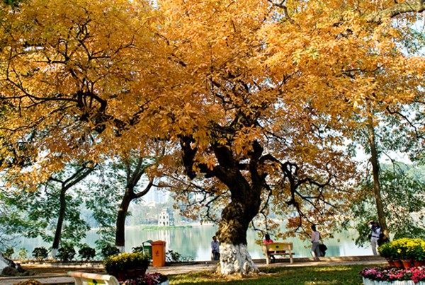 Verführerischer Herbst in Hanoi - ảnh 6