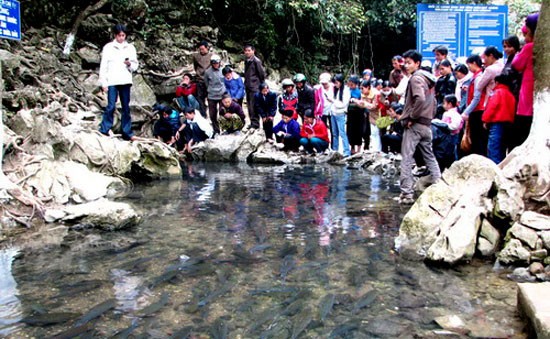 Heiligenfisch-Umzug zum Neujahr in Thanh Hoa - ảnh 1