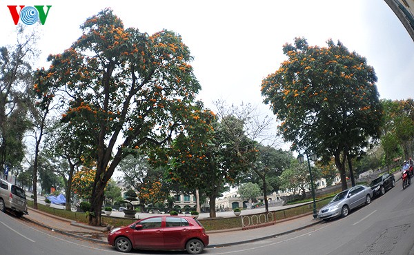 Hanoi: Die Zeit der Knospen - ảnh 10