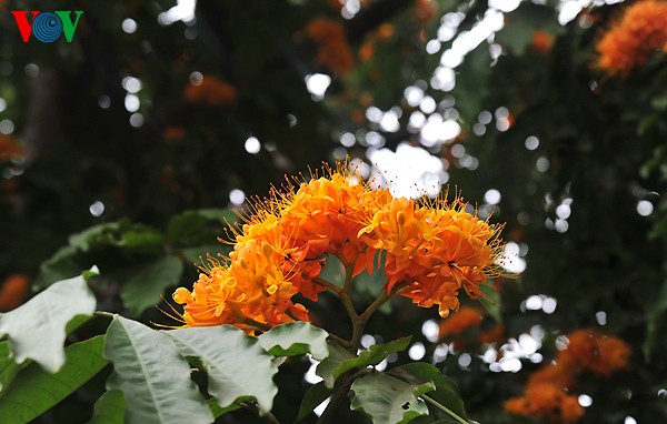 Hanoi: Die Zeit der Knospen - ảnh 11