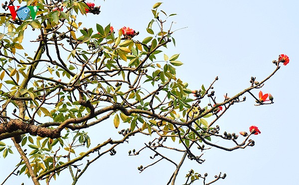 Hanoi: Die Zeit der Knospen - ảnh 12