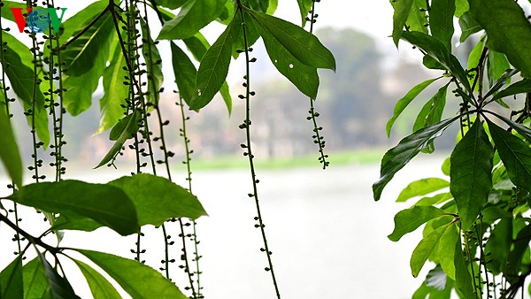 Hanoi: Die Zeit der Knospen - ảnh 13