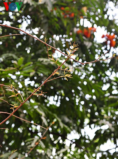 Hanoi: Die Zeit der Knospen - ảnh 14