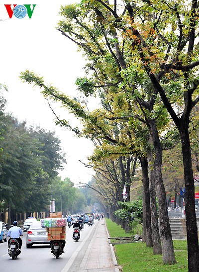 Hanoi: Die Zeit der Knospen - ảnh 2