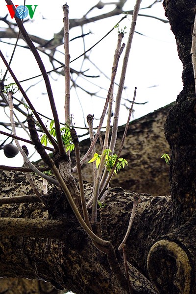 Hanoi: Die Zeit der Knospen - ảnh 4