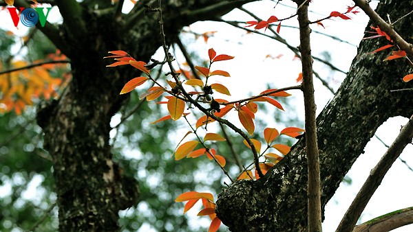 Hanoi: Die Zeit der Knospen - ảnh 5