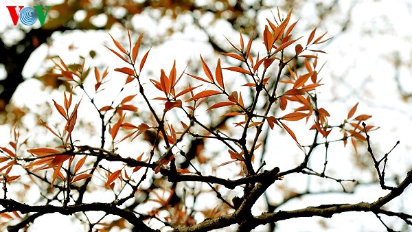 Hanoi: Die Zeit der Knospen - ảnh 6