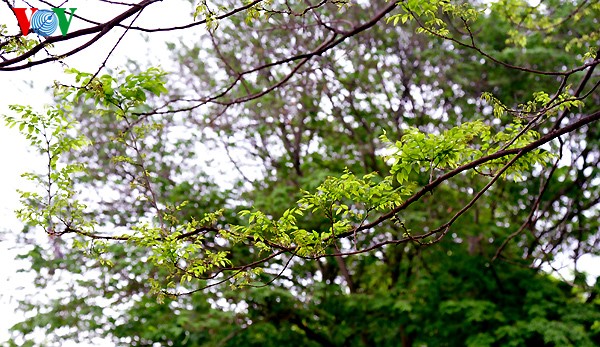 Hanoi: Die Zeit der Knospen - ảnh 7