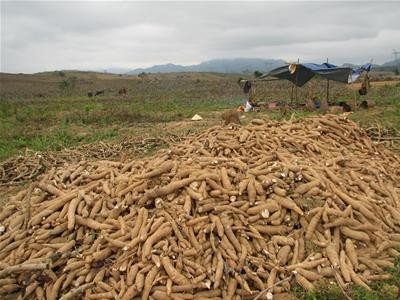 Vietnam und Japan erforschen Bio-Maniok - ảnh 1