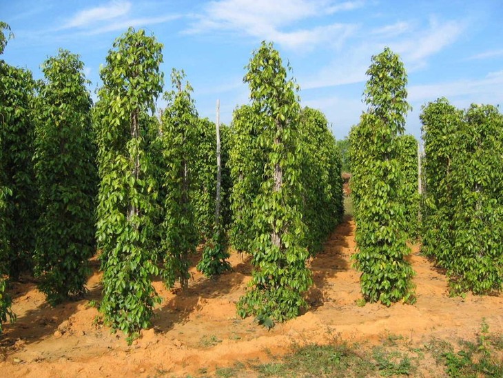 Phu Quoc – die größte Insel Vietnams - ảnh 2