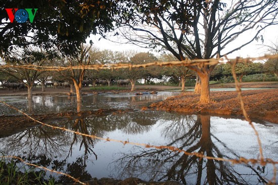 Wasserbüffel unter der Vinh Tuy-Brücke - ảnh 18