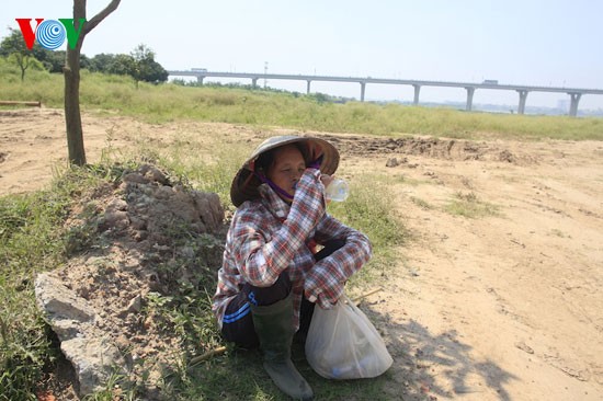 Wasserbüffel unter der Vinh Tuy-Brücke - ảnh 4