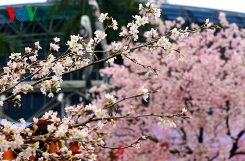 Das Sakura Fest in Hanoi - ảnh 3