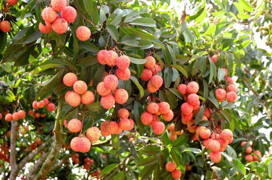 Vietnam begrüßt Importlizenz für vietnamesisches Obst durch USA - ảnh 1