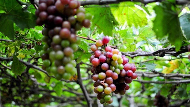 Bauern in Ninh Thuan entwickeln den Weinanbau - ảnh 1