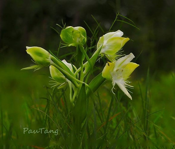 Einzigartige Blumensorten im Nationalpark Lo Go – Xa Mat - ảnh 1