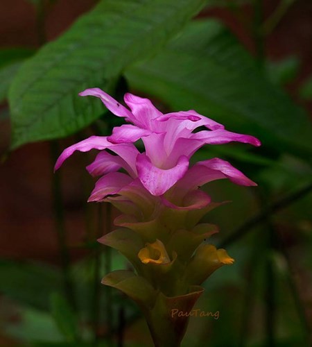 Einzigartige Blumensorten im Nationalpark Lo Go – Xa Mat - ảnh 3