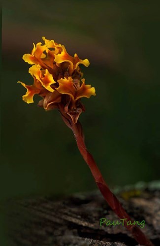 Einzigartige Blumensorten im Nationalpark Lo Go – Xa Mat - ảnh 4