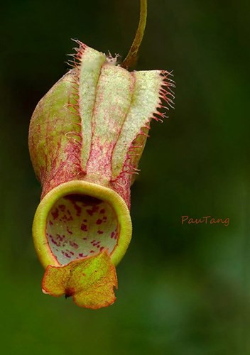 Einzigartige Blumensorten im Nationalpark Lo Go – Xa Mat - ảnh 5