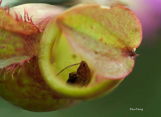 Einzigartige Blumensorten im Nationalpark Lo Go – Xa Mat - ảnh 6