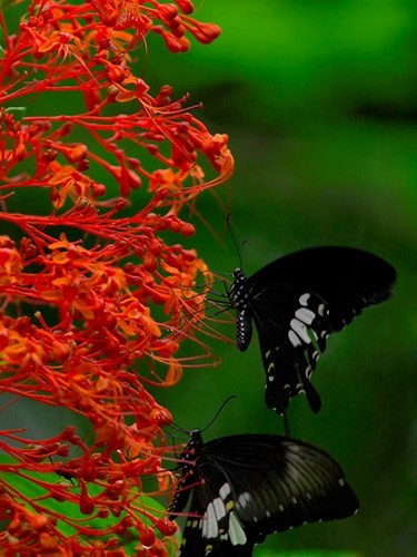 Einzigartige Blumensorten im Nationalpark Lo Go – Xa Mat - ảnh 8