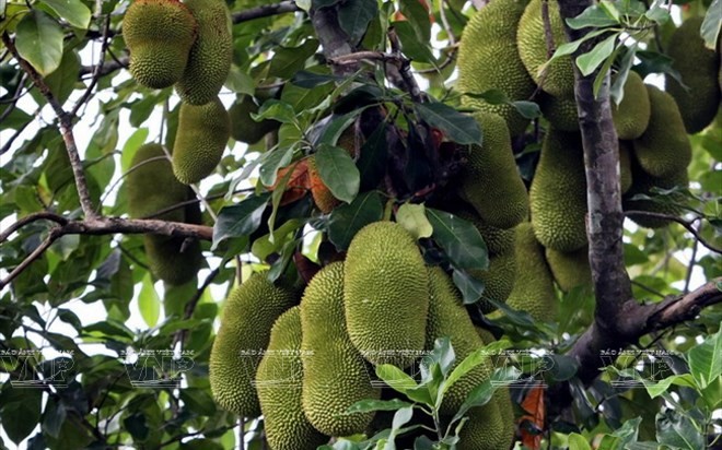 Bekannte Früchte in Obstgärten im Südwesten - ảnh 5