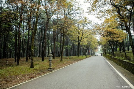 Laubverfärbung im Nationalpark Ba Vi  - ảnh 1