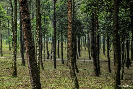 Laubverfärbung im Nationalpark Ba Vi  - ảnh 2