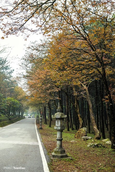 Laubverfärbung im Nationalpark Ba Vi  - ảnh 3