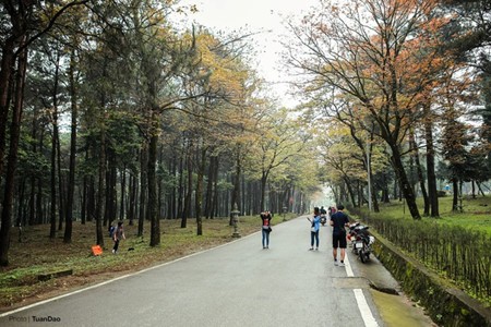 Laubverfärbung im Nationalpark Ba Vi  - ảnh 4