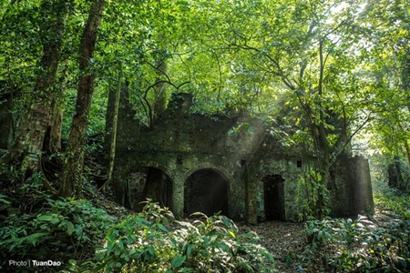 Laubverfärbung im Nationalpark Ba Vi  - ảnh 6