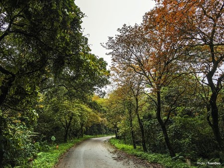 Laubverfärbung im Nationalpark Ba Vi  - ảnh 7