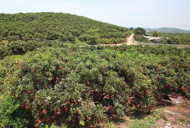 Litschi-Saison in Bac Giang - ảnh 1