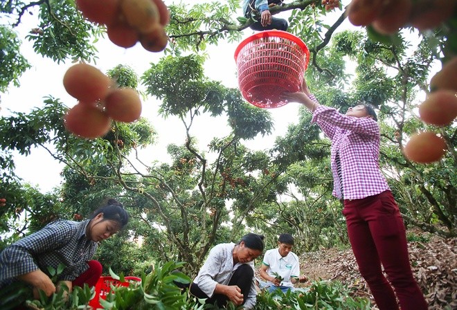 Litschi-Saison in Bac Giang - ảnh 2